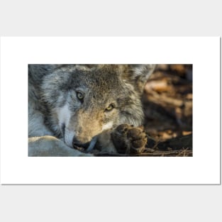 Timber Wolf Posters and Art